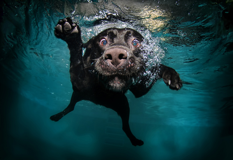 Dog swimming underwater with a toy