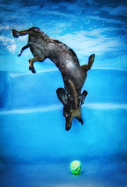 Dog diving underwater