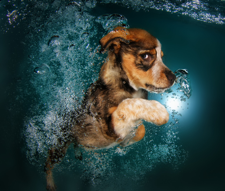 Playful dog underwater
